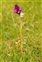 West Galway, Anacamptis pyramidalis
