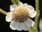 Marsh, Achillea ptarmica