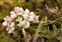 The Bedstraw family, Rubiaceae, Asperula cynanchica