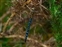 Aeshnidae, Aeshna mixta