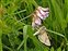 Noctuidae, Autographa gamma