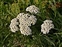 The Daisy family, Asteraceae, Achillea millefolium