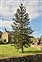 North-east Yorkshire, Araucaria araucana