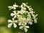 White flowers, Anthriscus sylvestris