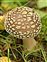 Pluteaceae, Amanita rubescens