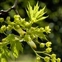 Urban, Acer platanoides