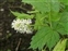 Rock, Actaea spicata