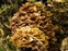 Marasmiaceae, Armillaria mellea
