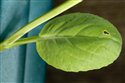 Brassica rapa
