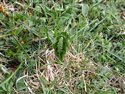 Moonwort (guest image)