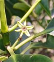 Brugauiera cylindrica