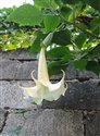 Brugmansia x candida