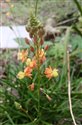 Bulbine frutescens