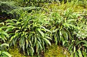 Blechnum spicant