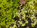 Bartramia stricta and Riccia subbifurca