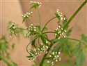 Berula erecta