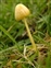Bolbitiaceae, Bolbitius titubans