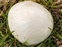 Lycoperdaceae, the Puff Ball family, Bovista plumbea