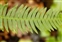Coniferous wood, Blechnum spicant
