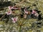 Pink flowers, Butomus umbellatus