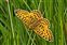 Nymphalidae, Boloria selene