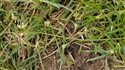 Capsella bursa-pastoris
