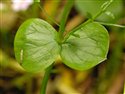 Claytonia sibirica