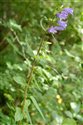 Campanula trachelium