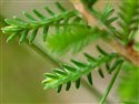 Calluna vulgaris