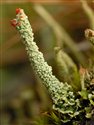 Cladonia macilenta