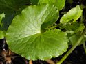 Caltha palustris