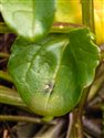 Cochlearia officinalis