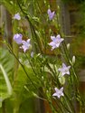 Campanula patula