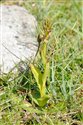 Coeloglossum viride