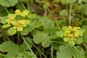 Chrysosplenium alternifolium