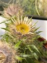 Carlina vulgaris