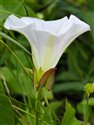 Calystegia sepium