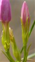 Centaurium portense