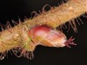 Corylus avellana