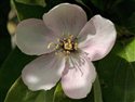 Cydonia oblonga