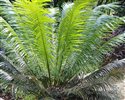 Cycas circinalis