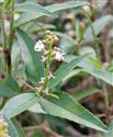 Croton bonplandianus