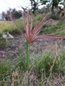 Chloris barbata