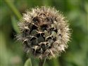 Centaurea scabiosa