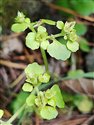 Opposite-leaved Golden-saxifrage (guest image)