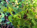 Opposite-leaved Golden-saxifrage (guest image)