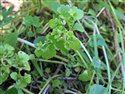 Opposite-leaved Golden-saxifrage (guest image)