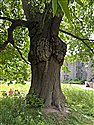 Sweet Chestnut