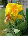 Canna x hybrida
