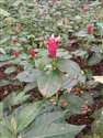 Costus spiralis